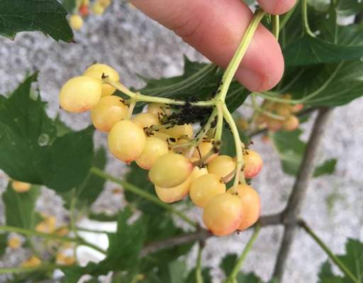 Aphids on orange berries